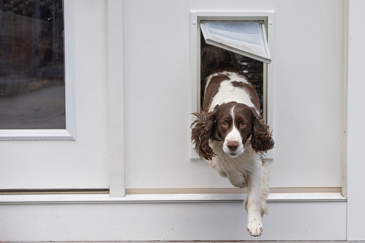 Dog door store magnets too strong