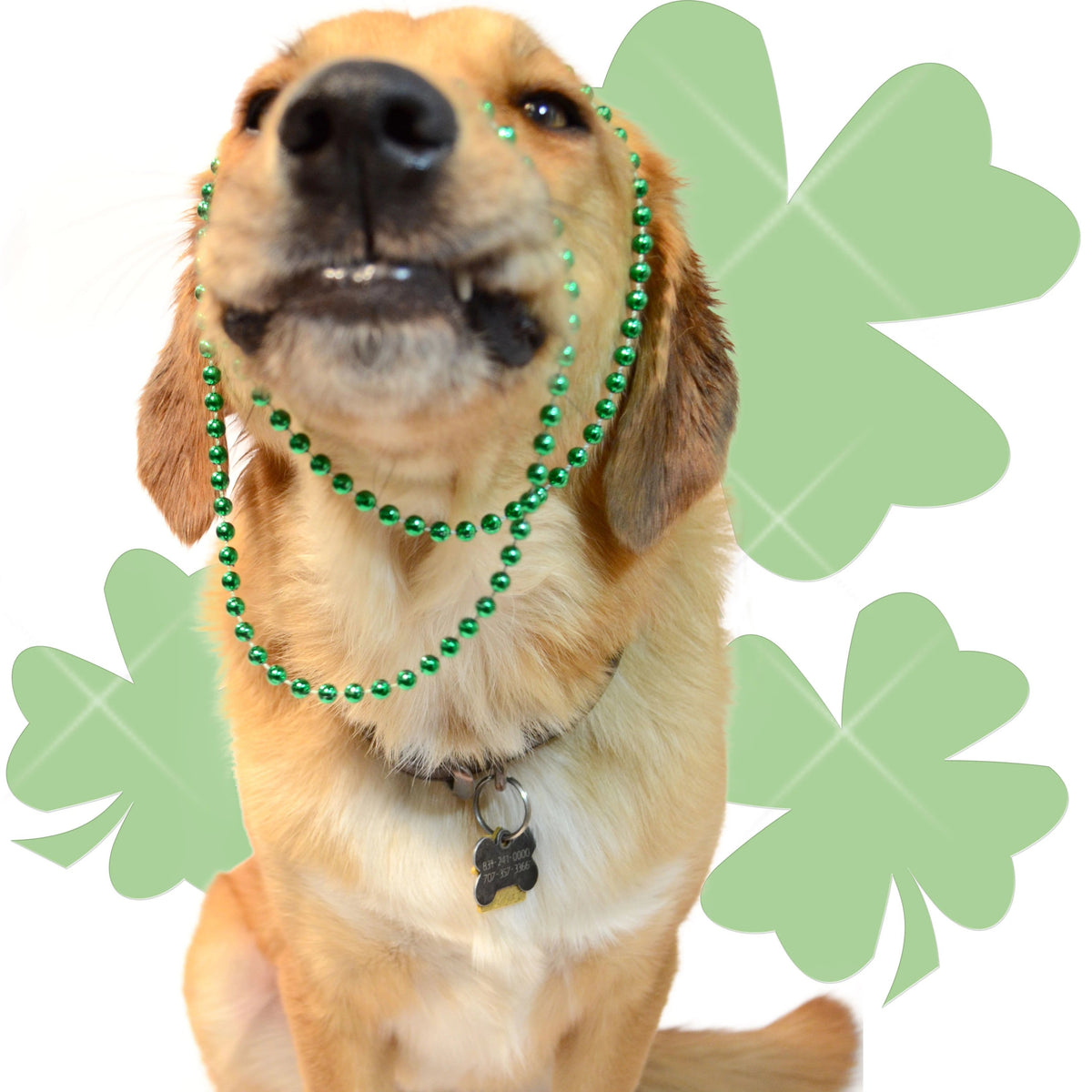 Celebrate St. Patrick's Day with your Dog!, ZimmVet