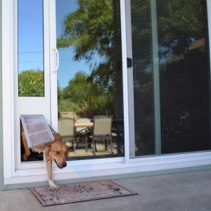 How to Pick a Dog Door | Common Concerns and Solutions