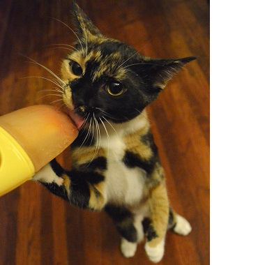 Eight Things Your Cat Should Never Eat