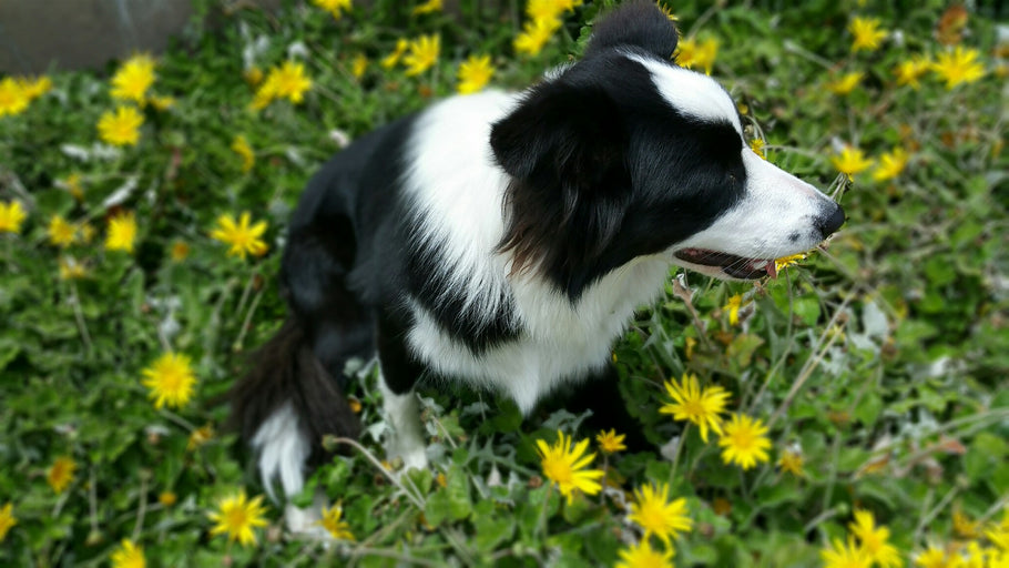 Dog House Repairs Month: Sheltering Your Dog Outside