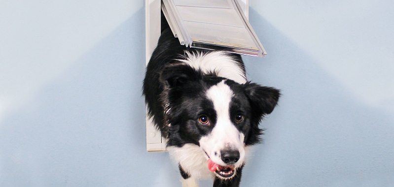 Petsmart dog hot sale door flaps