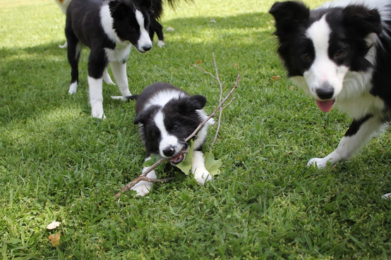 The Best Dog Doors for Border Collies | Choosing a Pet Door