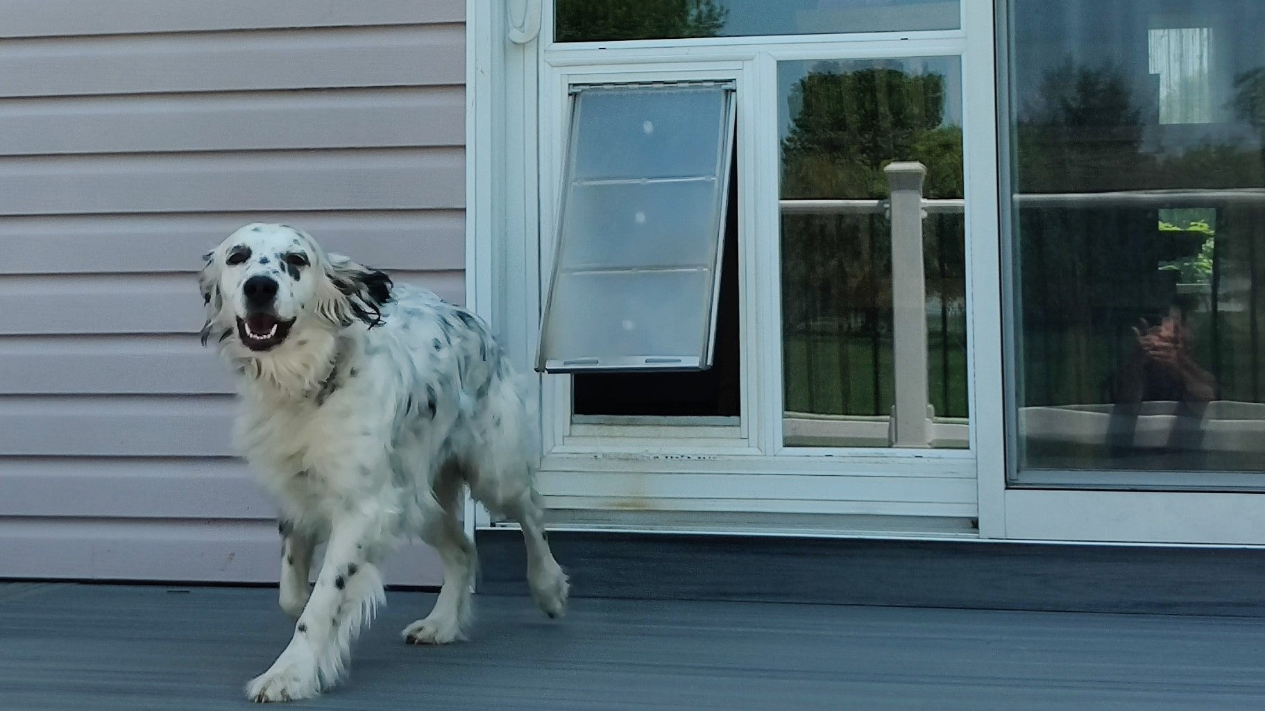 Dog door options for glass clearance doors