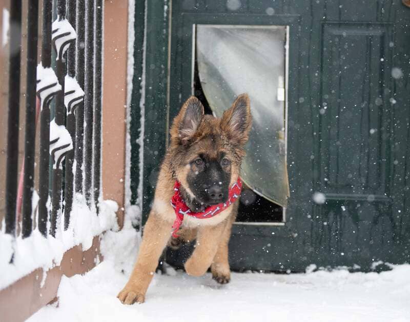 Dog door 2024 for german shepherd