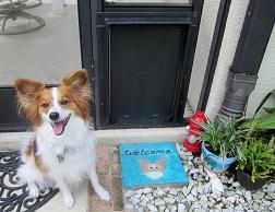 Creative 2024 doggie doors