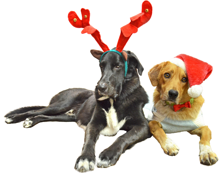 Ideas for Pet Stocking Stuffers