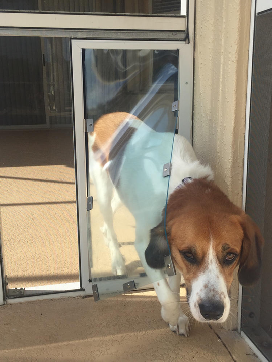 Hale Pet Door for Screens Premium Solution for Happy Pets