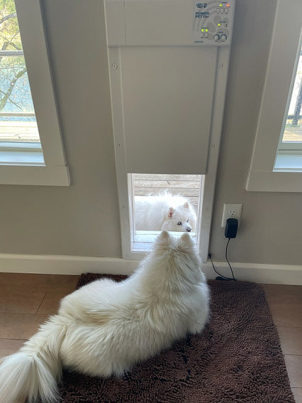 Dog door for shop sale near me