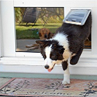 Temporary screen door